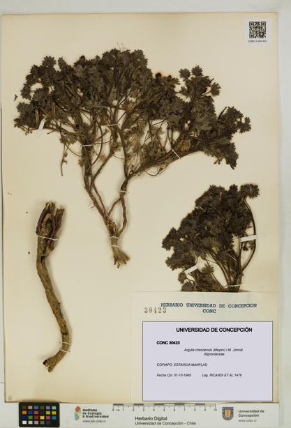Argylia checoensis [Espécimen: UDEC:CONC:0030423]
