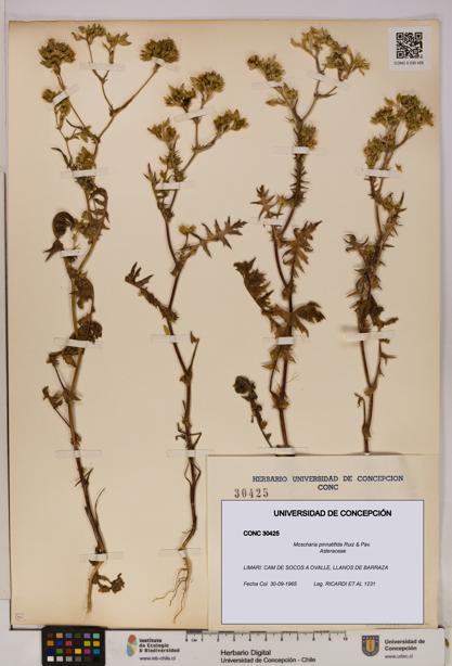 Moscharia pinnatifida [Espécimen: UDEC:CONC:0030425]