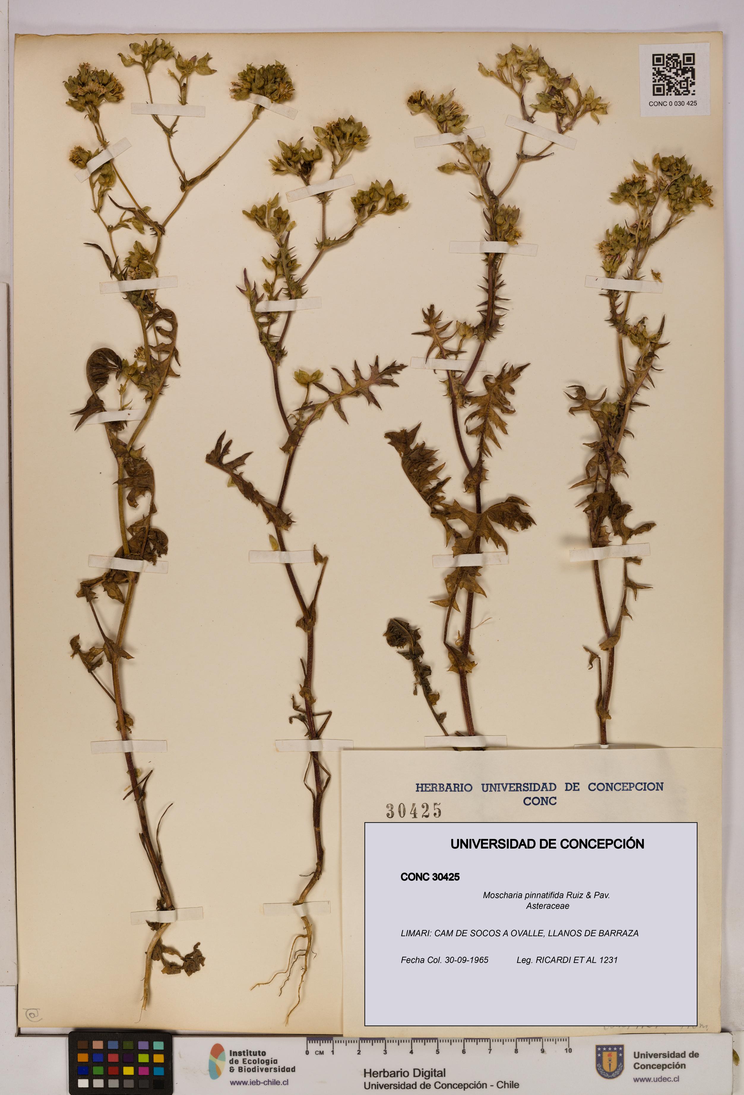 Moscharia pinnatifida [Espécimen: UDEC:CONC:0030425]