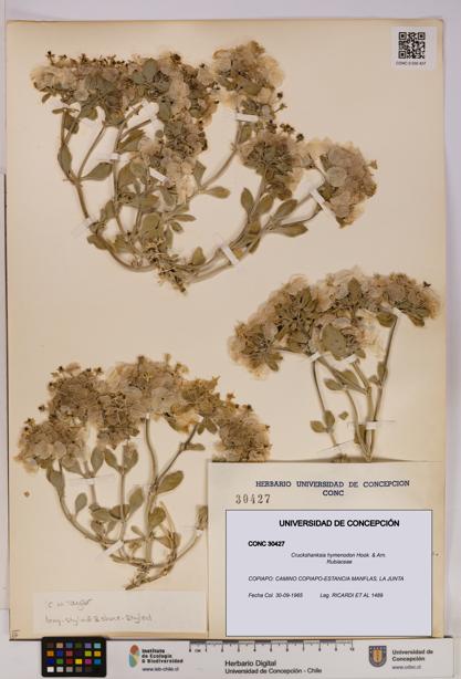 Cruckshanksia hymenodon [Espécimen: UDEC:CONC:0030427]