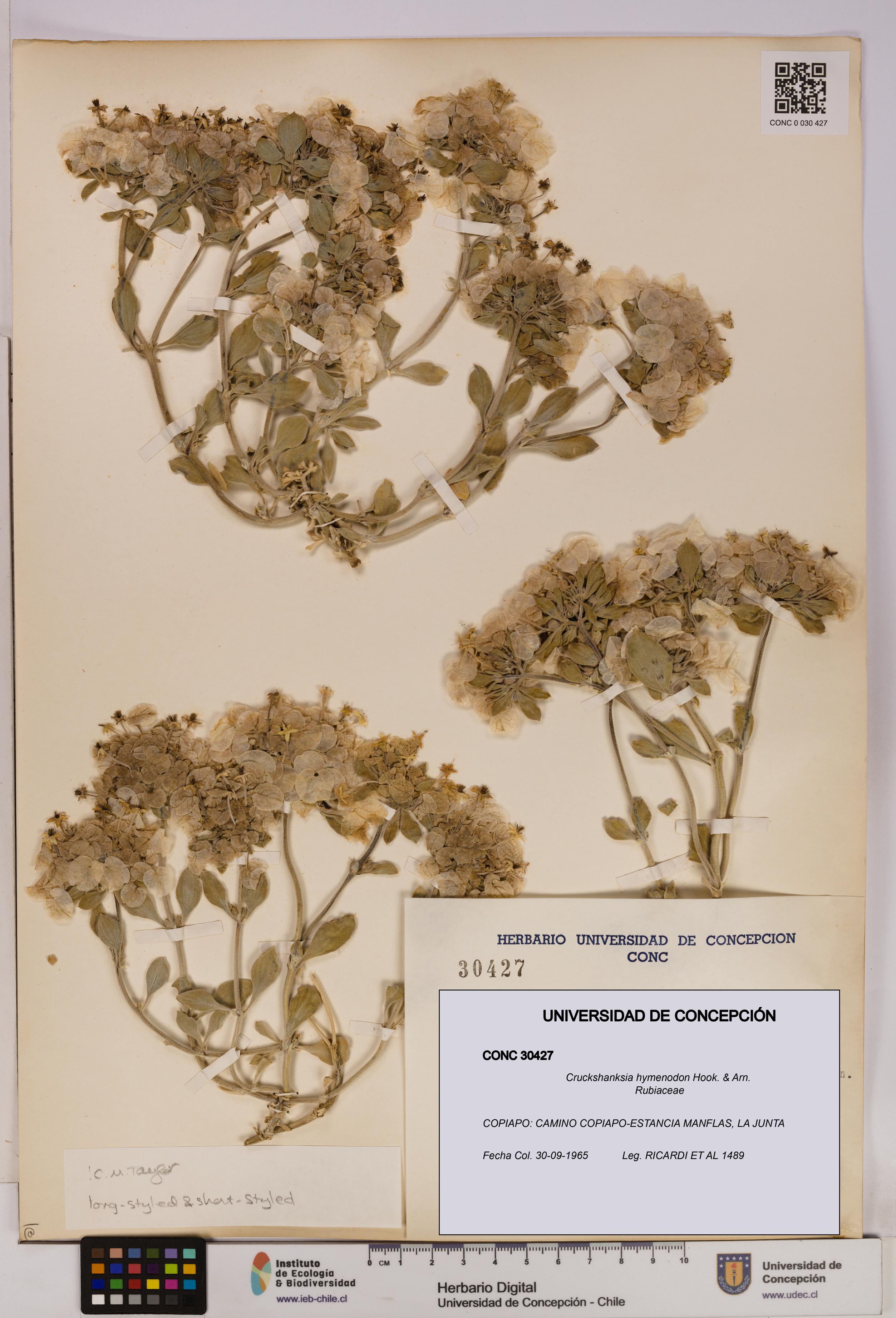 Cruckshanksia hymenodon [Espécimen: UDEC:CONC:0030427]