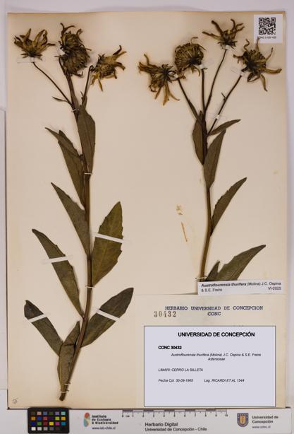 Austroflourensia thurifera [Espécimen: UDEC:CONC:0030432]