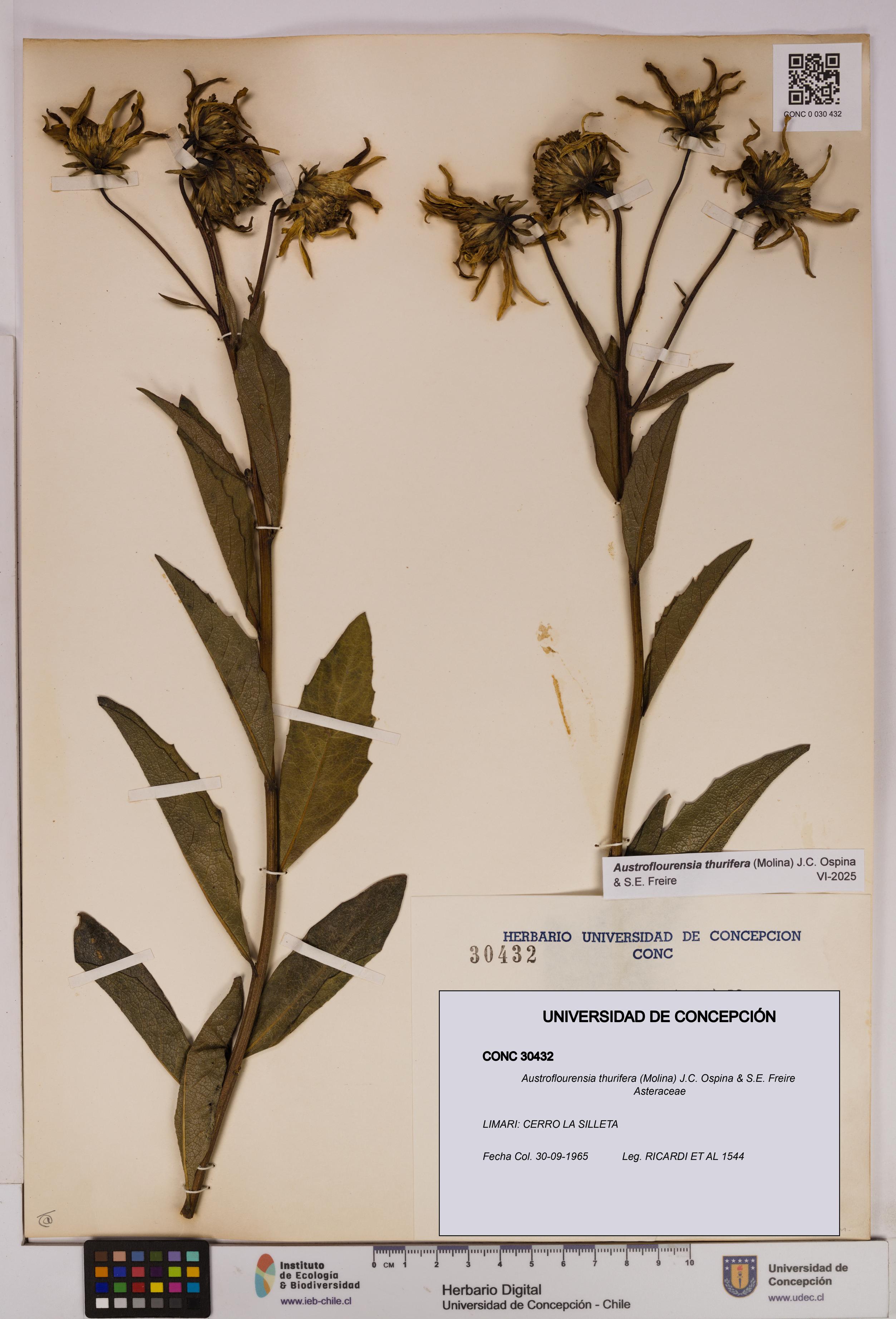 Austroflourensia thurifera [Espécimen: UDEC:CONC:0030432]