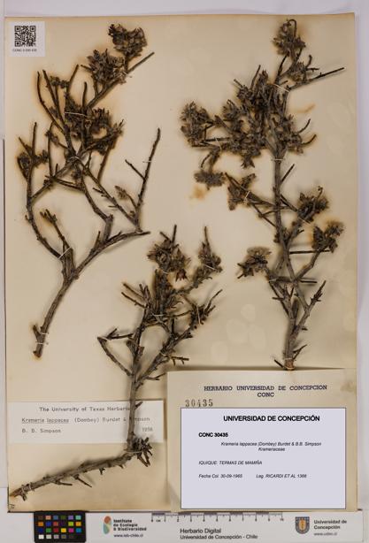 Krameria lappacea [Espécimen: UDEC:CONC:0030435]