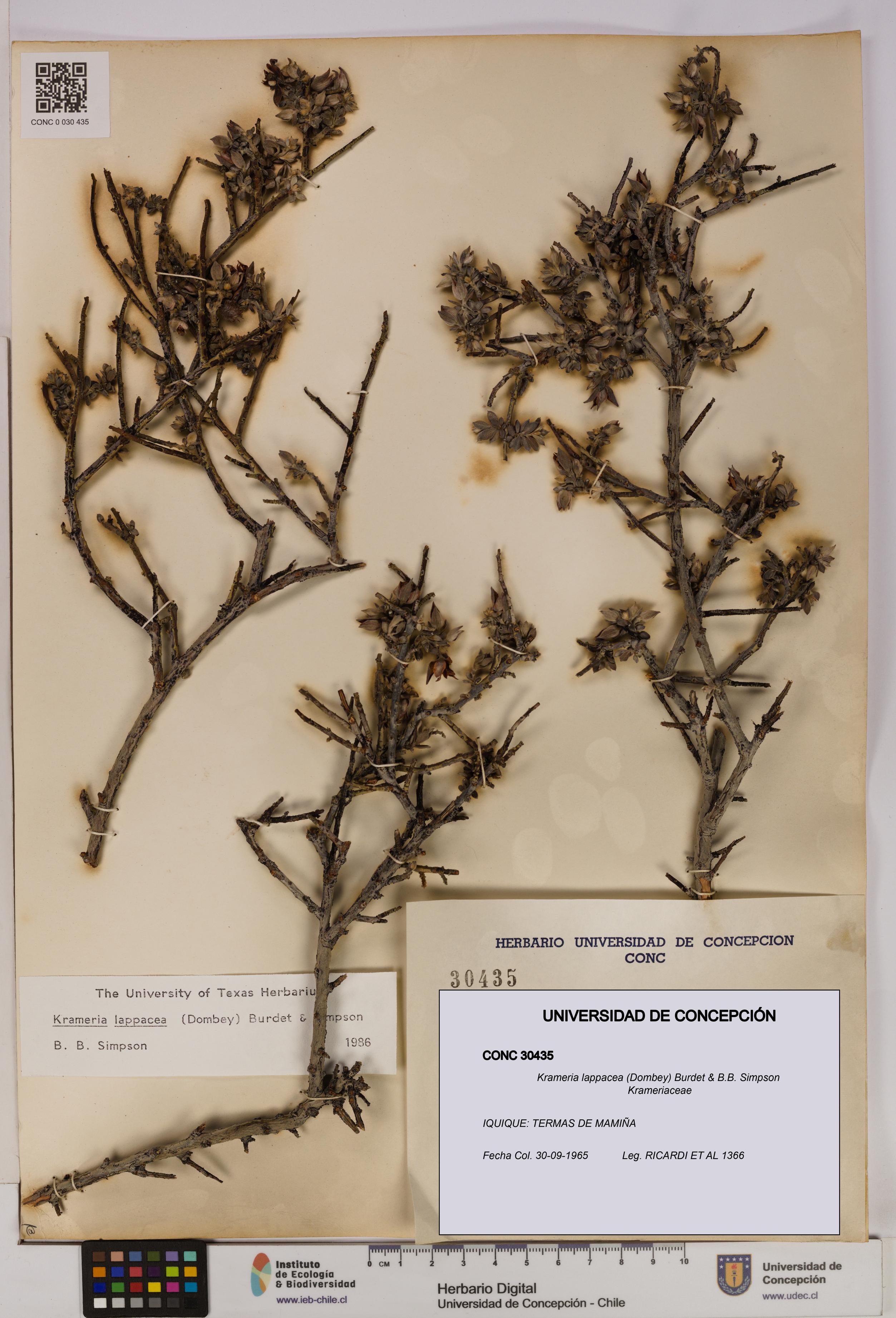 Krameria lappacea [Espécimen: UDEC:CONC:0030435]