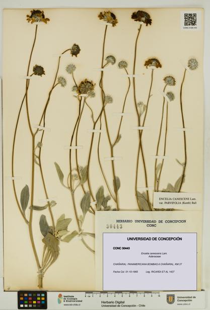 Encelia canescens [Espécimen: UDEC:CONC:0030443]