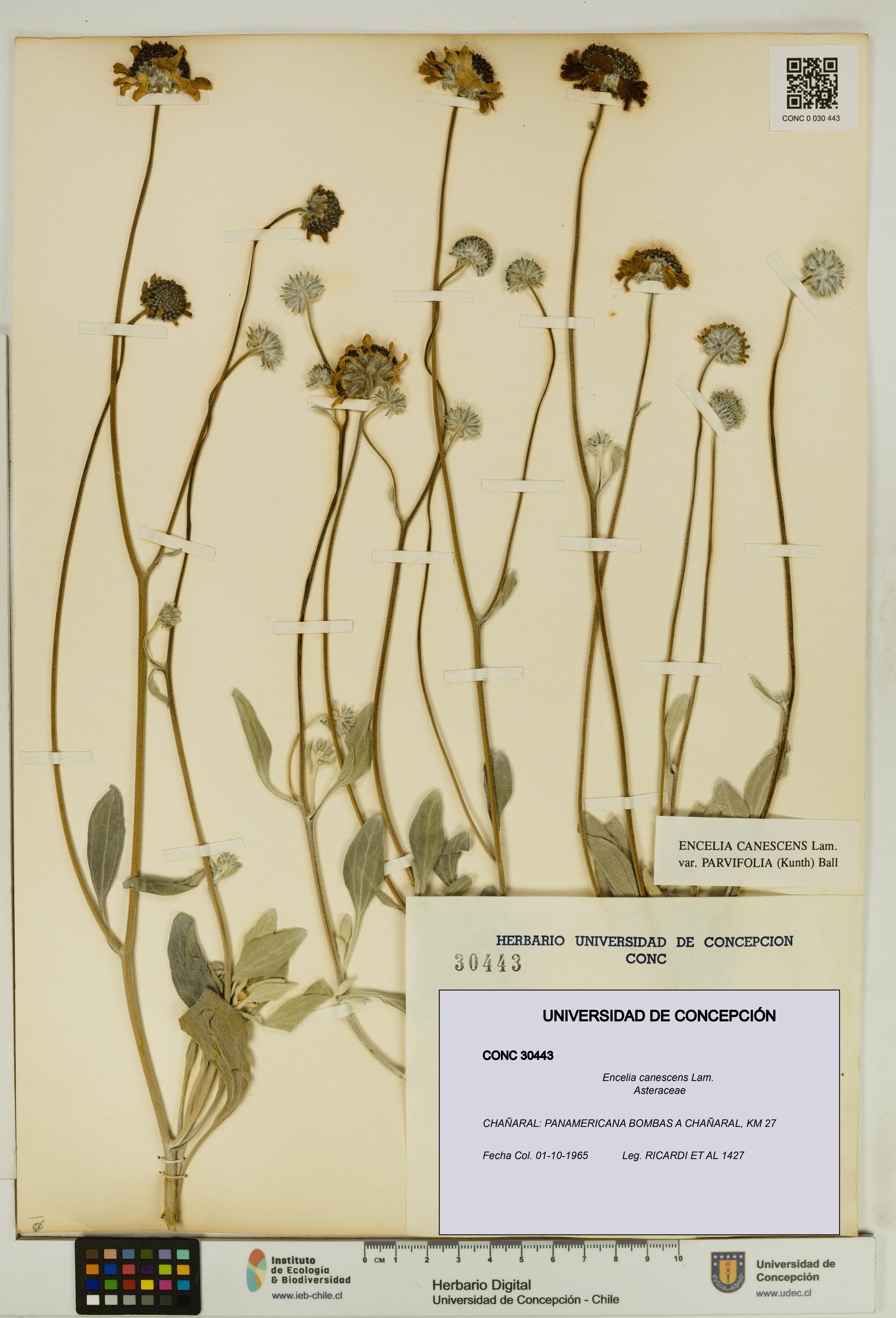 Encelia canescens [Espécimen: UDEC:CONC:0030443]