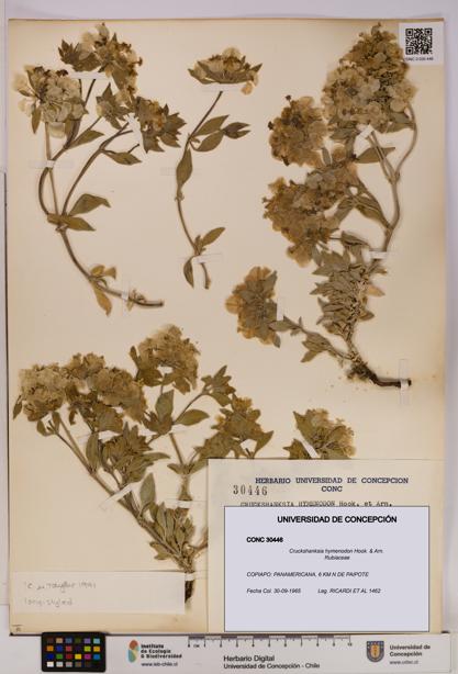 Cruckshanksia hymenodon [Espécimen: UDEC:CONC:0030446]