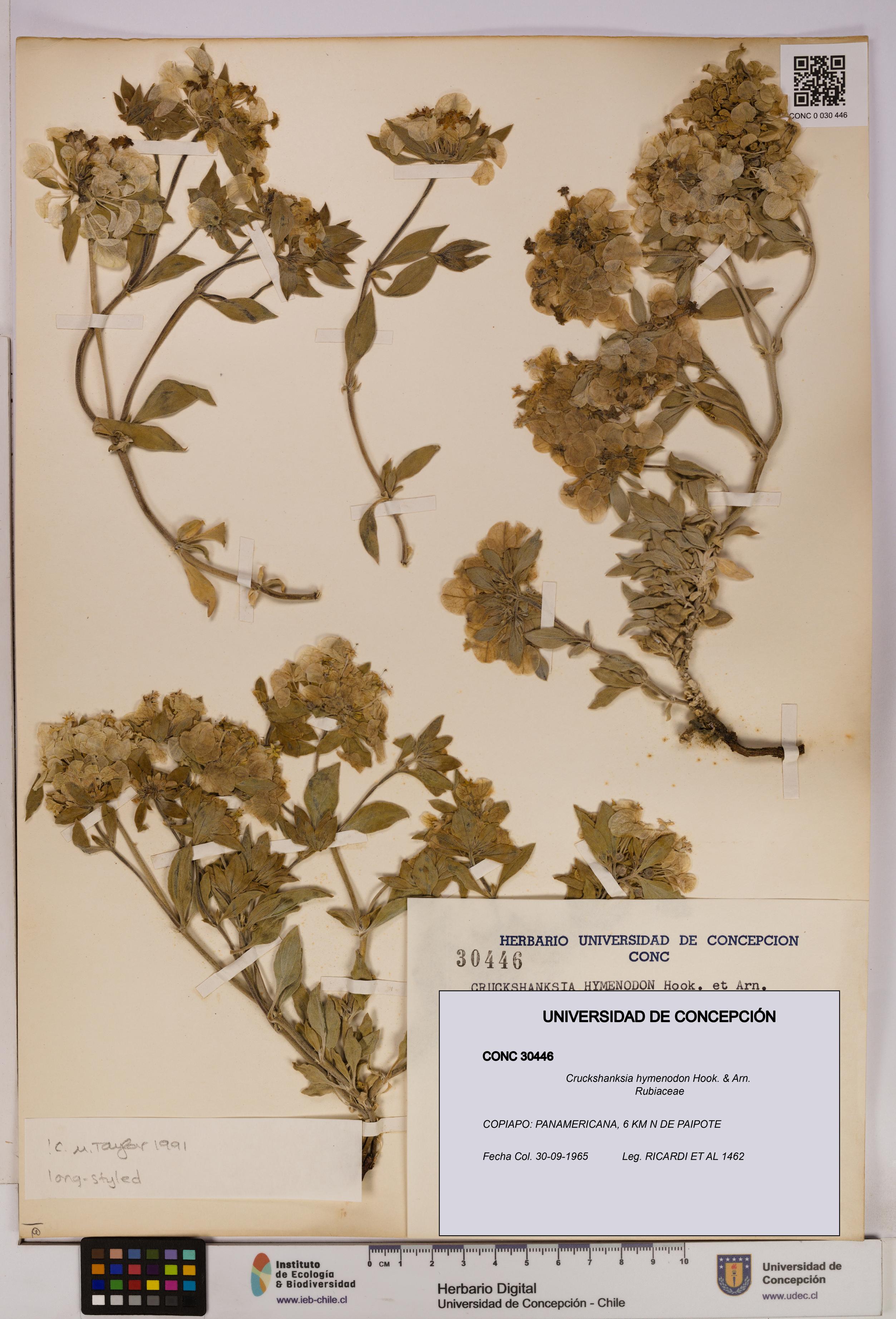 Cruckshanksia hymenodon [Espécimen: UDEC:CONC:0030446]