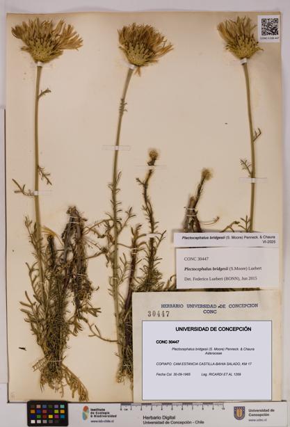 Plectocephalus bridgesii [Espécimen: UDEC:CONC:0030447]