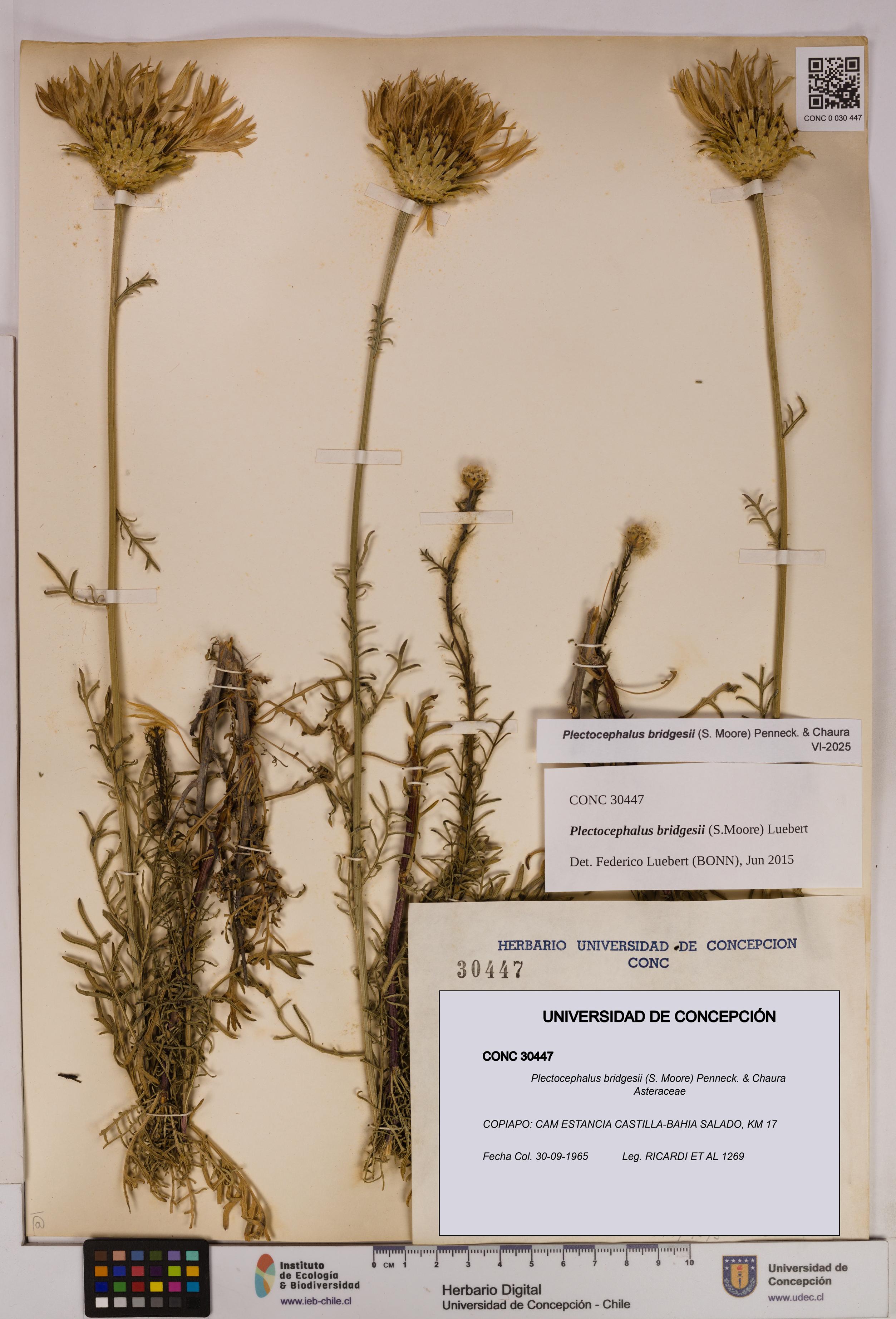 Plectocephalus bridgesii [Espécimen: UDEC:CONC:0030447]