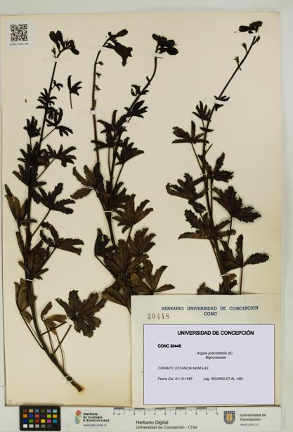 Argylia potentillifolia [Espécimen: UDEC:CONC:0030448]