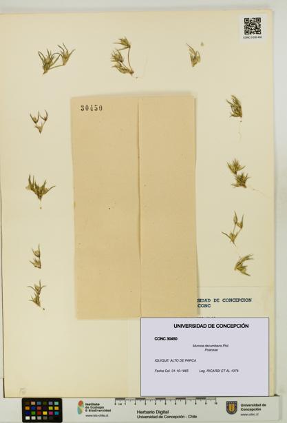Munroa decumbens [Espécimen: UDEC:CONC:0030450]