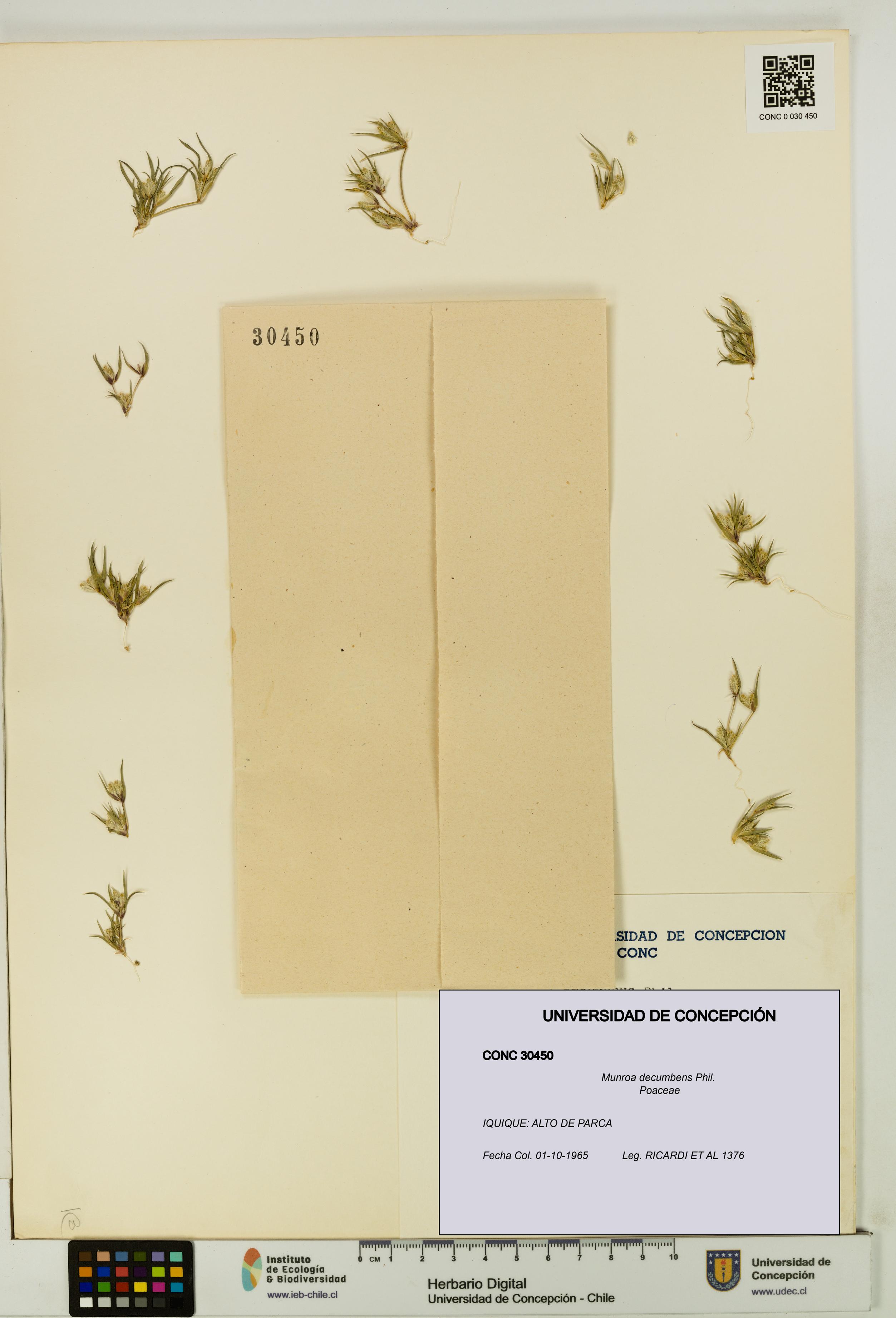 Munroa decumbens [Espécimen: UDEC:CONC:0030450]