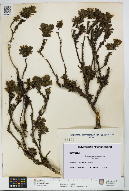 Gutierrezia espinosae [Espécimen: UDEC:CONC:0030453]