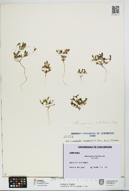Heterosperma ovatifolium [Espécimen: UDEC:CONC:0030455]