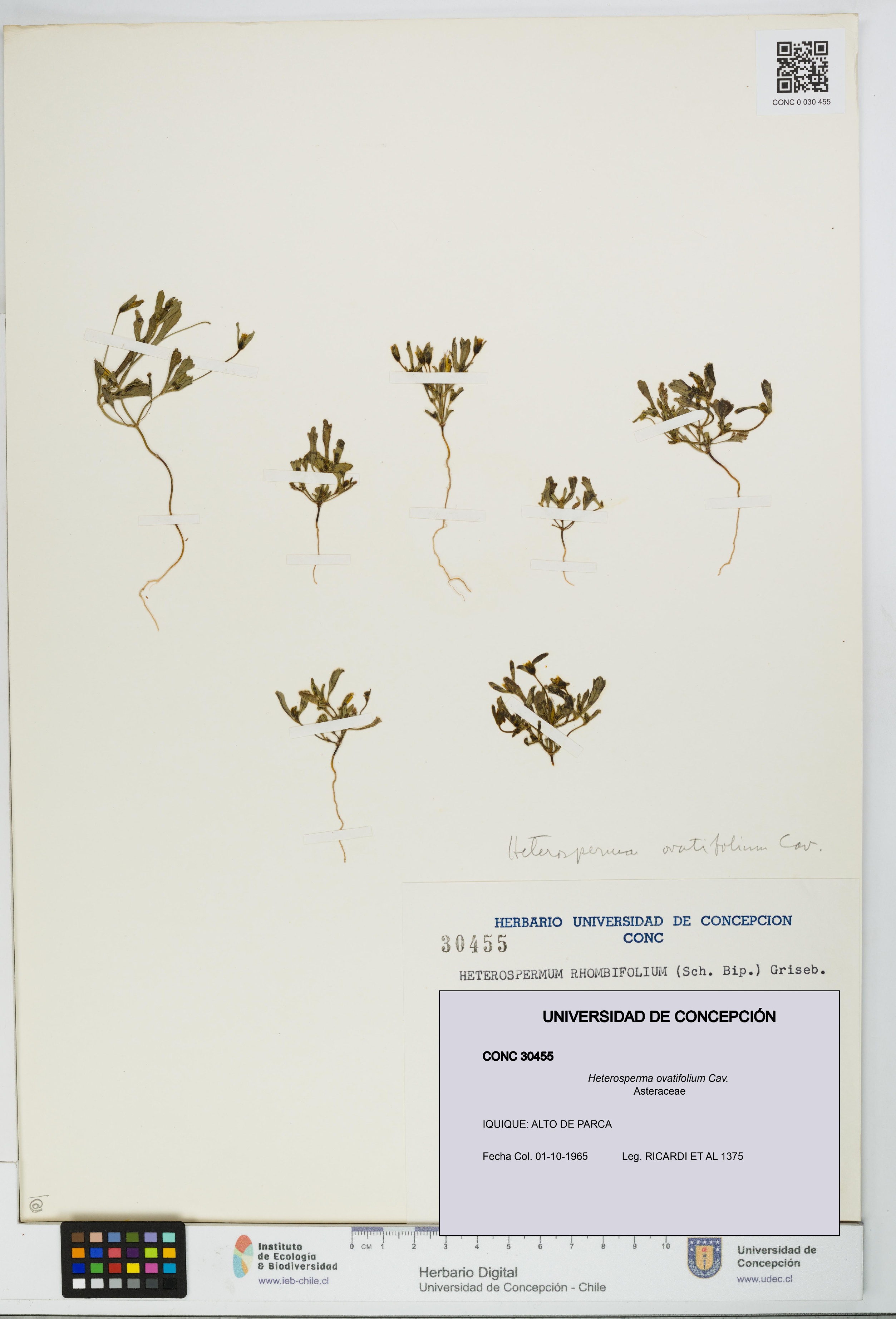 Heterosperma ovatifolium [Espécimen: UDEC:CONC:0030455]