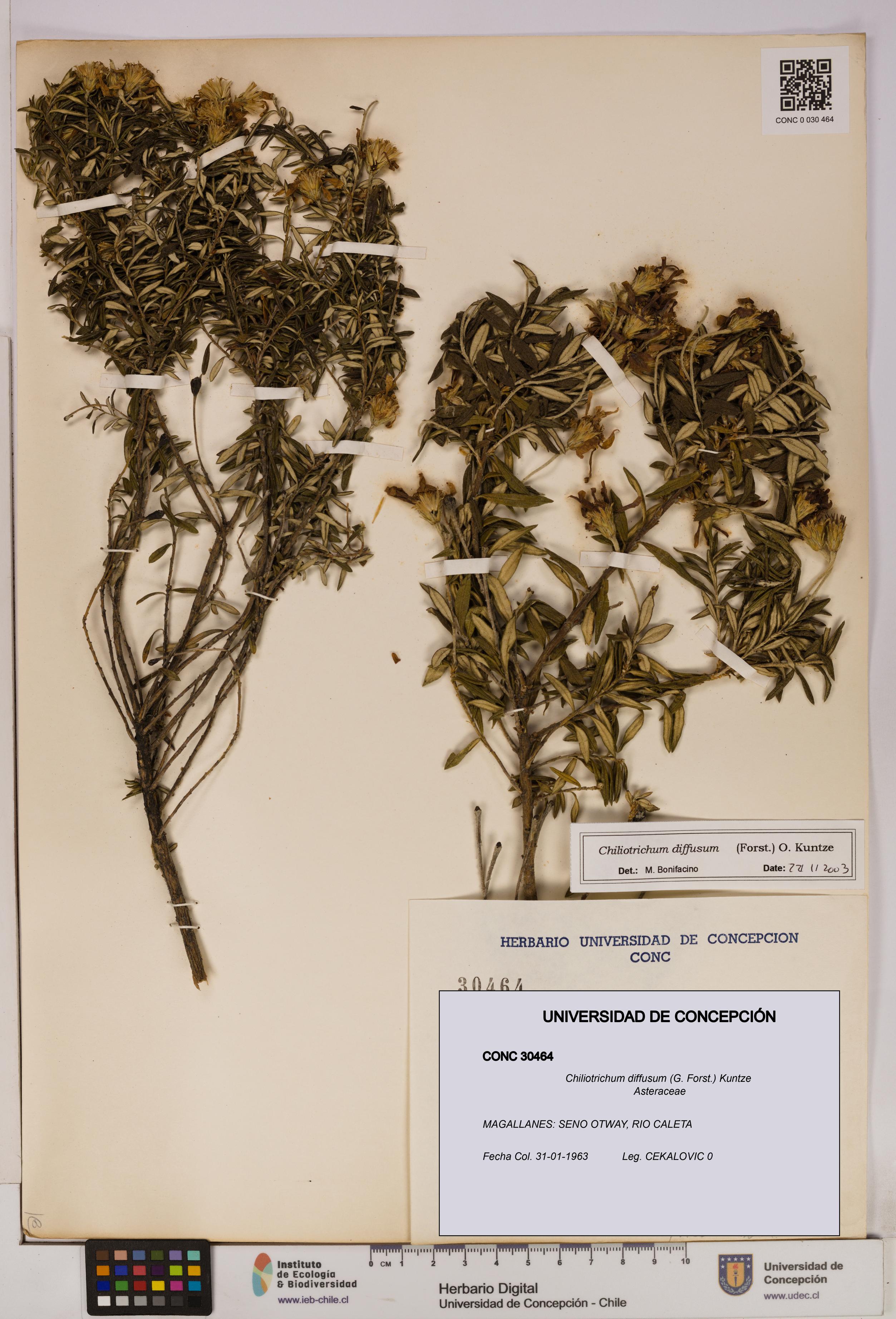 Chiliotrichum diffusum [Espécimen: UDEC:CONC:0030464]