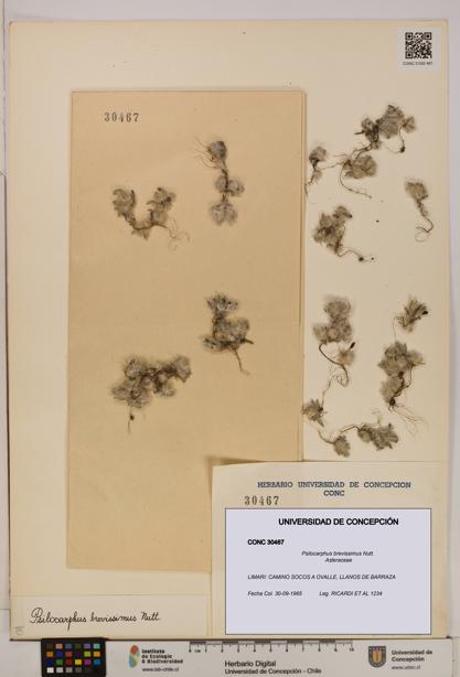 Psilocarphus brevissimus [Espécimen: ]