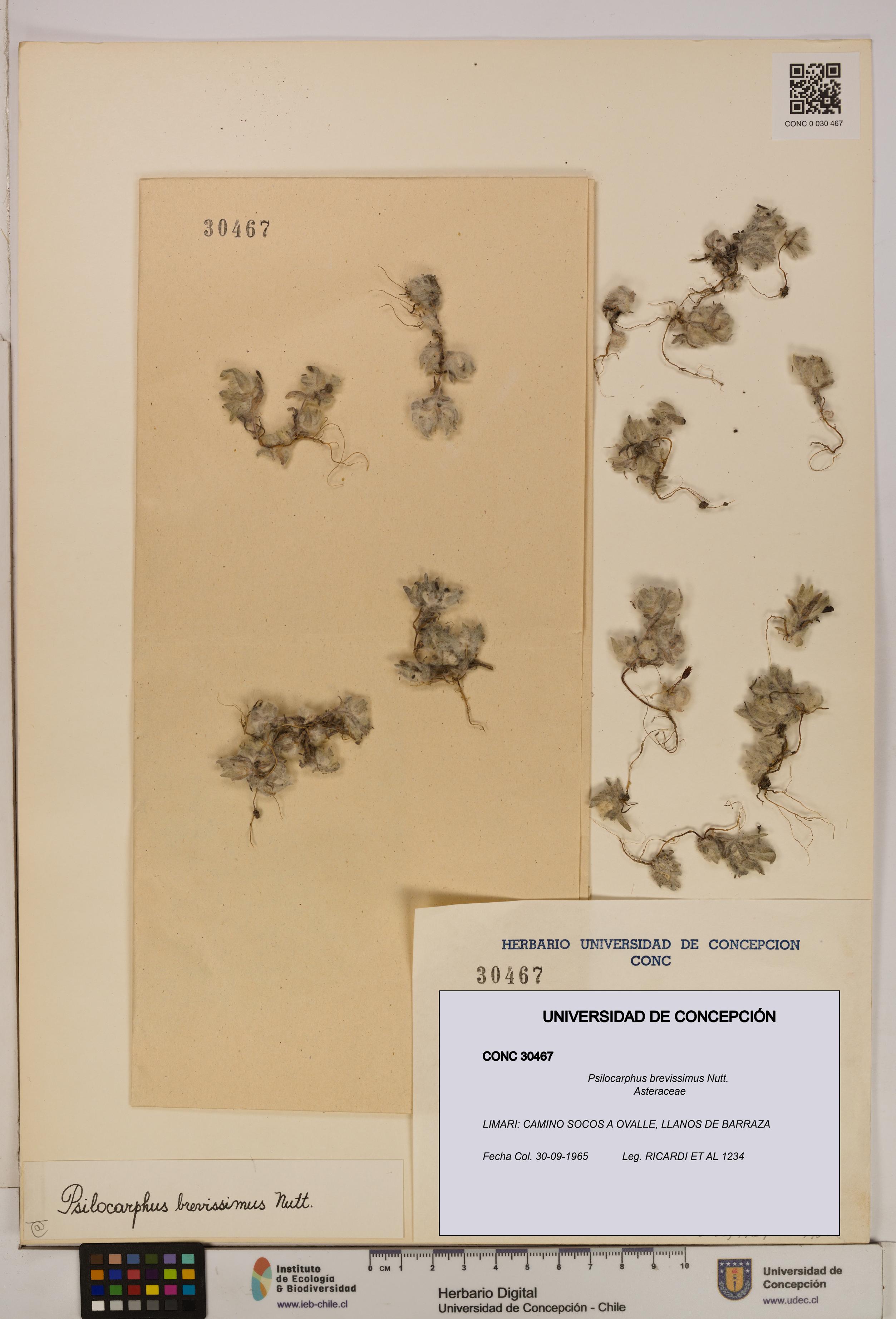 Psilocarphus brevissimus [Espécimen: ]