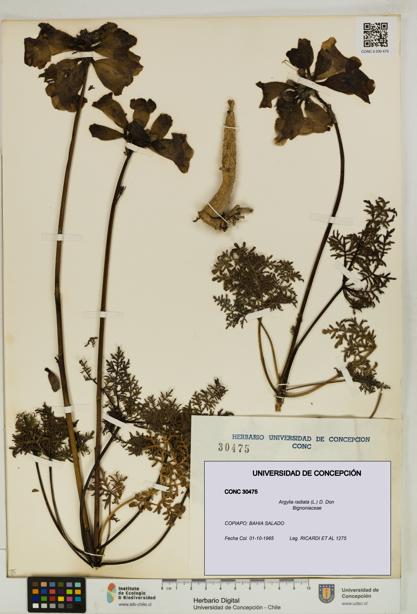Argylia radiata [Espécimen: UDEC:CONC:0030475]