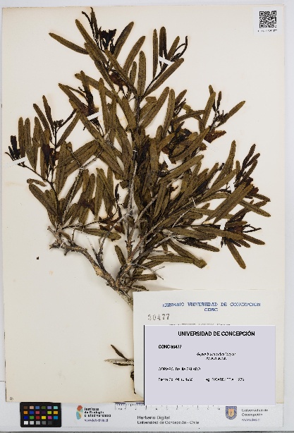 Skytanthus acutus [Espécimen: UDEC:CONC:0030477]