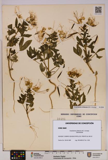 Incacleome chilensis [Espécimen: UDEC:CONC:0030481]