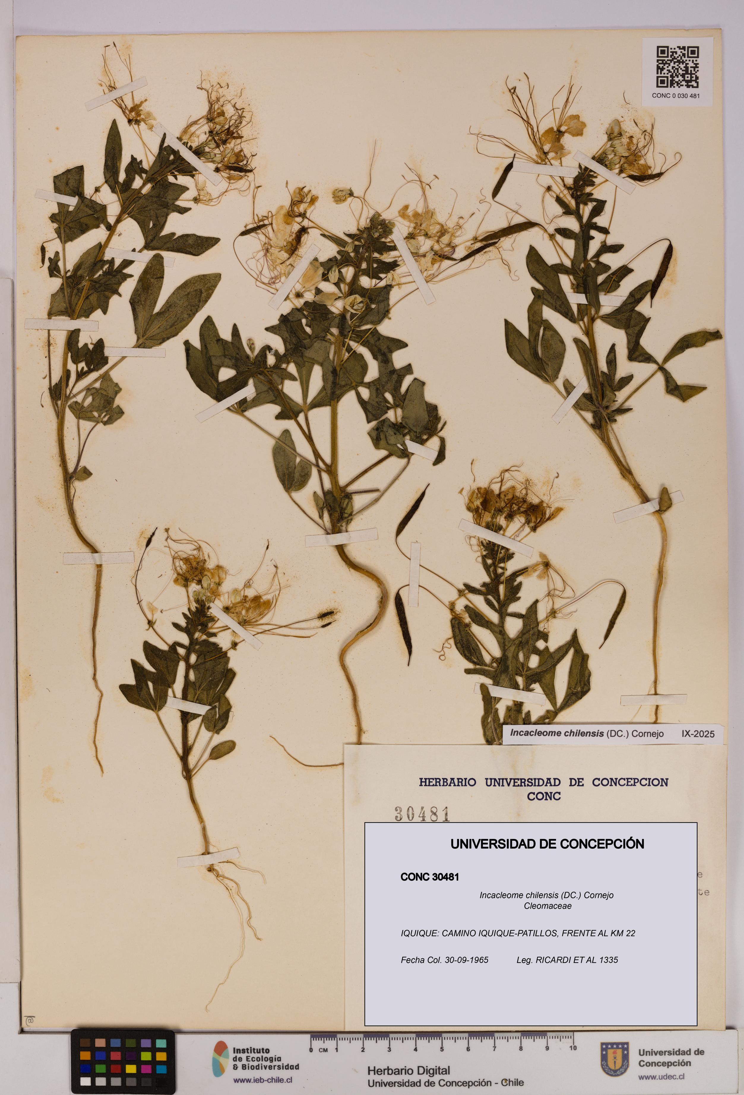 Incacleome chilensis [Espécimen: UDEC:CONC:0030481]