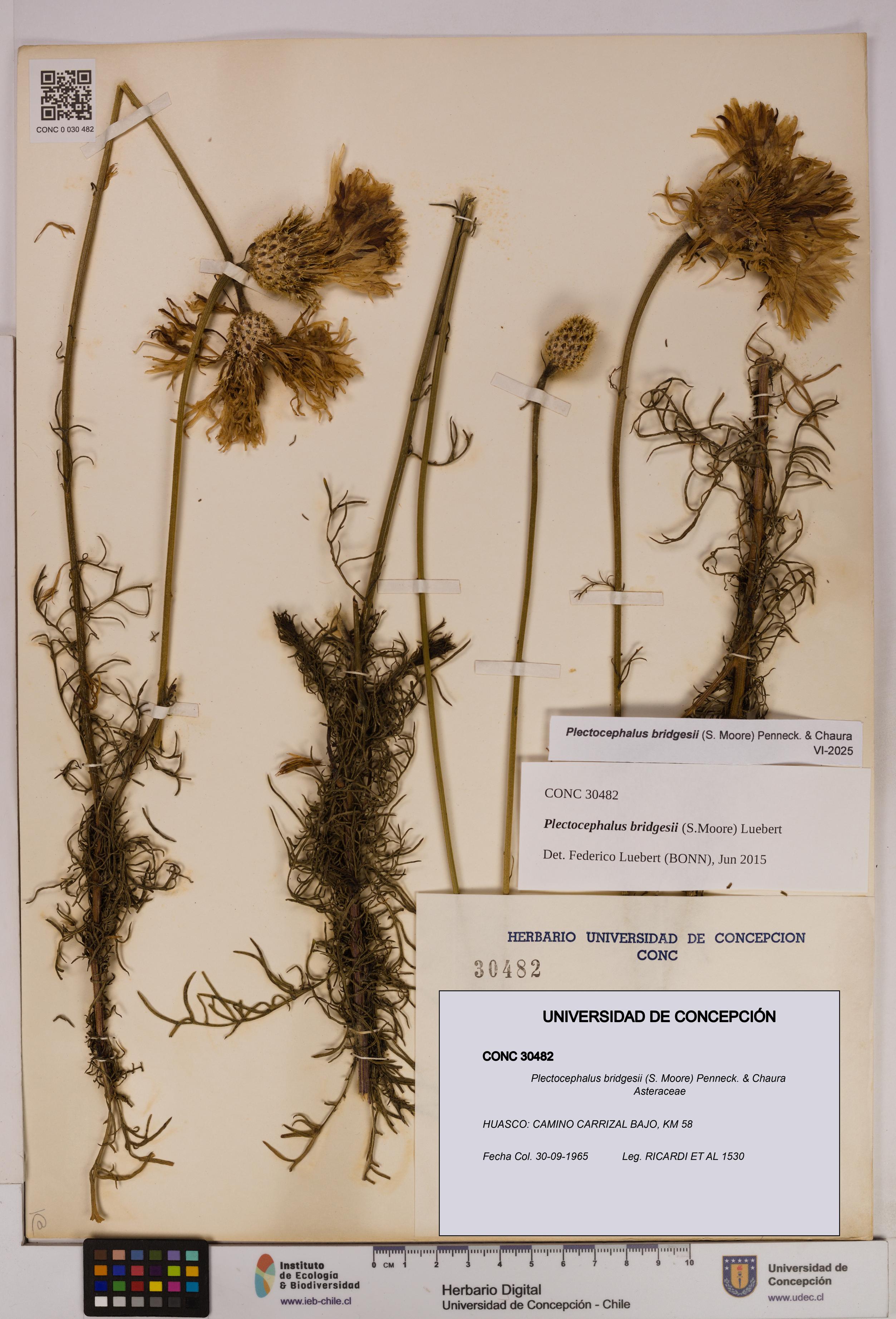 Plectocephalus bridgesii [Espécimen: UDEC:CONC:0030482]