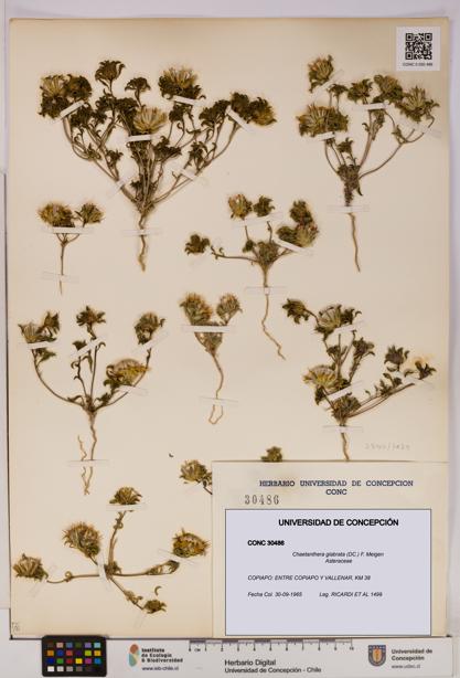 Chaetanthera glabrata [Espécimen: UDEC:CONC:0030486]