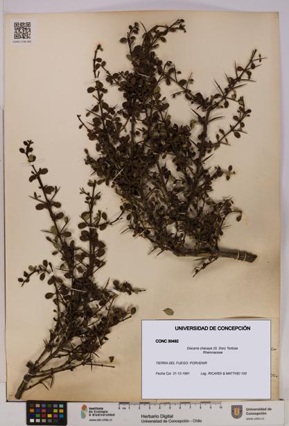 Discaria chacaye [Espécimen: UDEC:CONC:0030492]