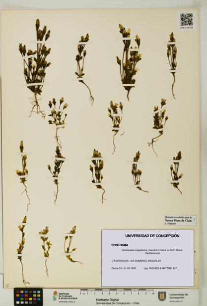 Gentianella magellanica [Espécimen: UDEC:CONC:0030494]