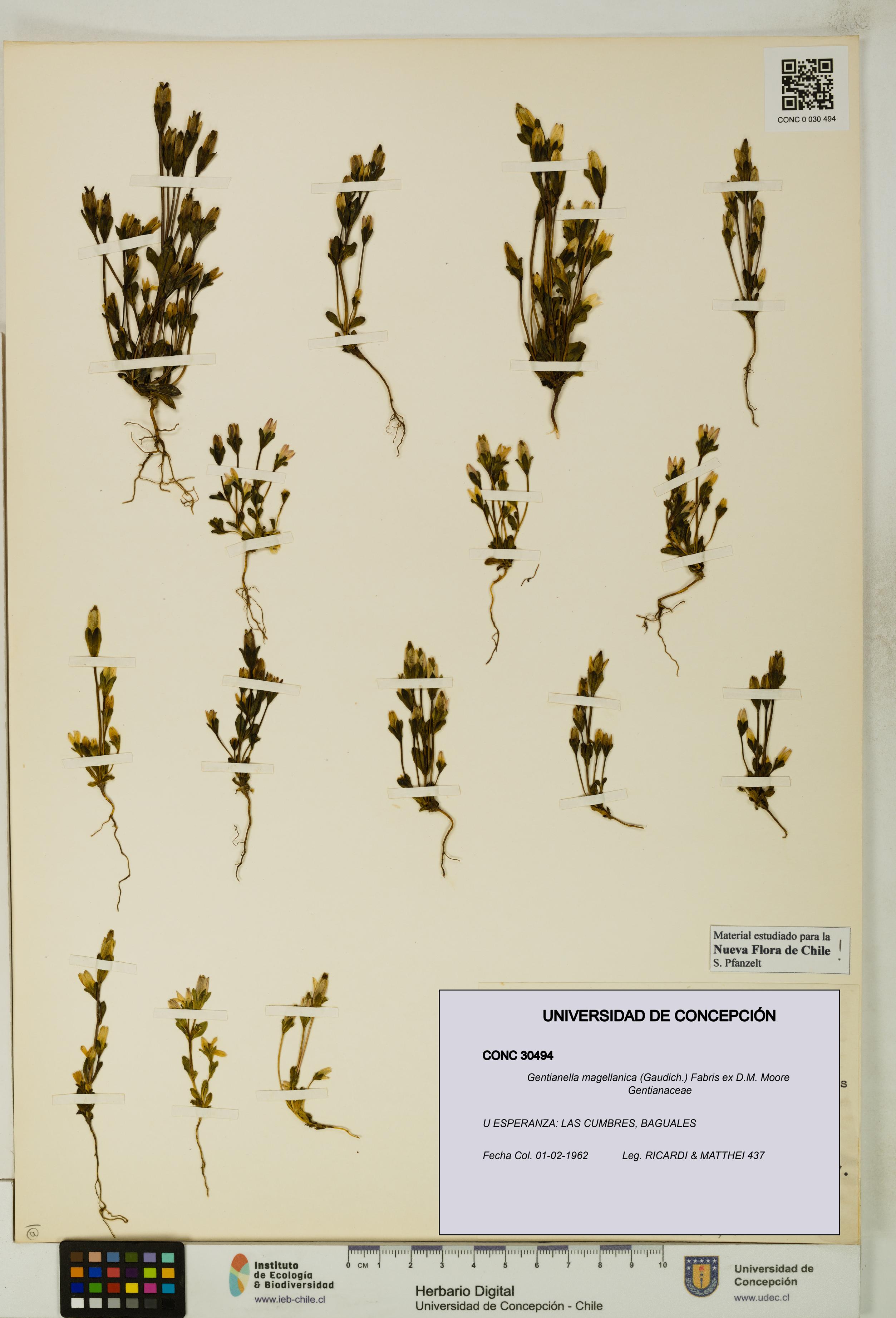 Gentianella magellanica [Espécimen: UDEC:CONC:0030494]