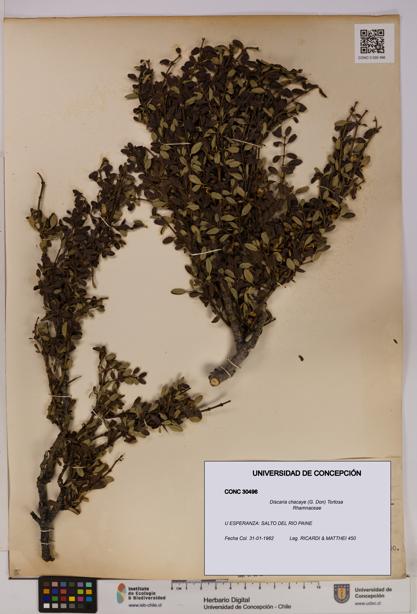 Discaria chacaye [Espécimen: UDEC:CONC:0030496]