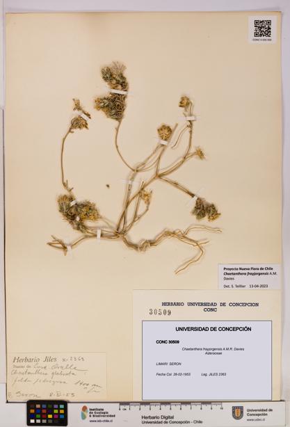 Chaetanthera frayjorgensis [Espécimen: UDEC:CONC:0030509]