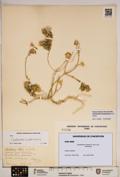 Chaetanthera limbata [Espécimen: ]