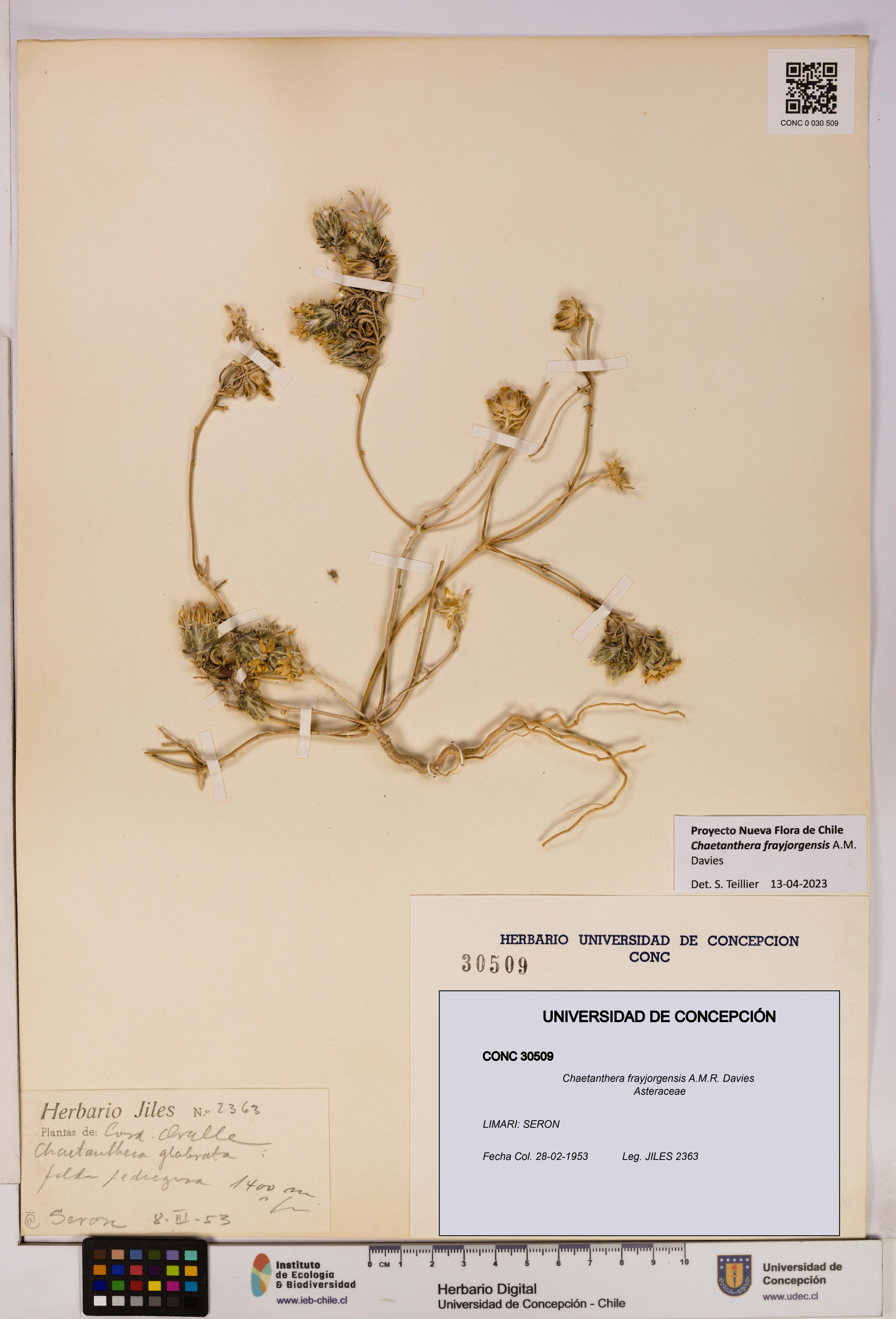 Chaetanthera frayjorgensis [Espécimen: UDEC:CONC:0030509]