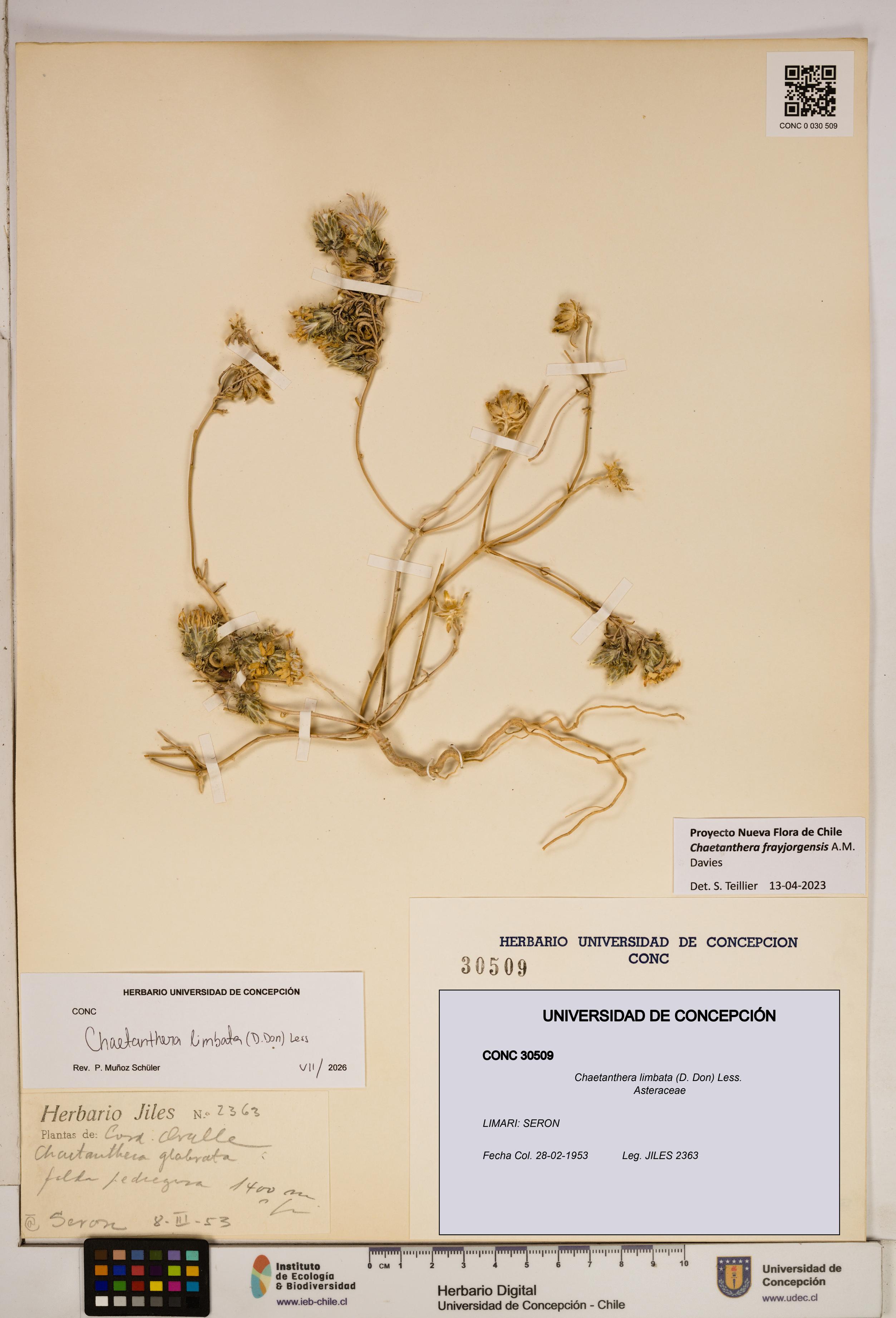 Chaetanthera limbata [Espécimen: ]