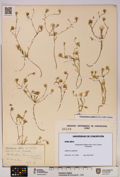 Chaetanthera albiflora [Espécimen: UDEC:CONC:0030510]