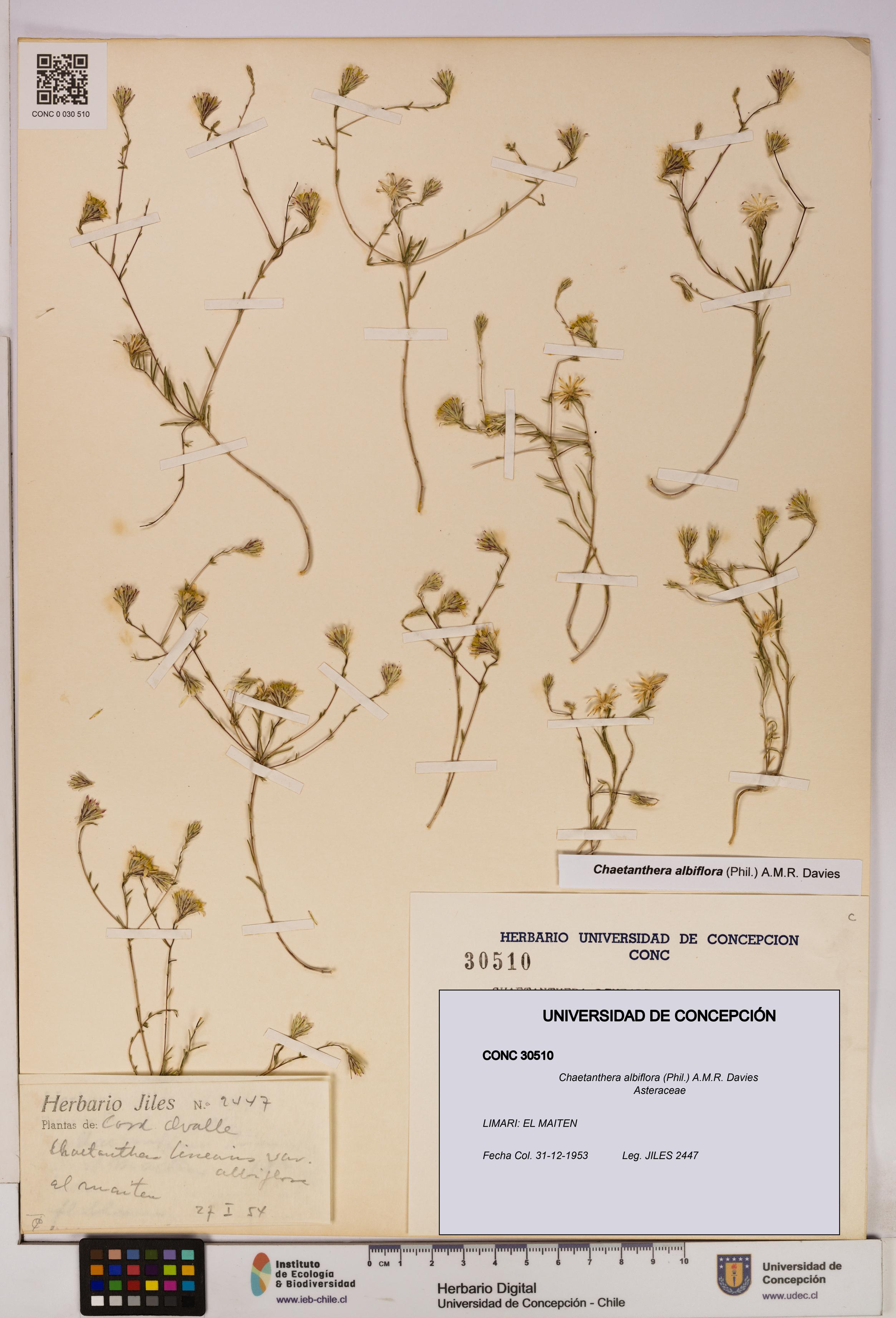 Chaetanthera albiflora [Espécimen: UDEC:CONC:0030510]