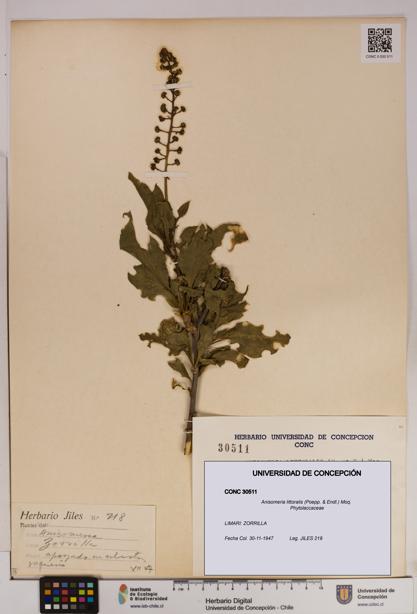 Anisomeria littoralis [Espécimen: UDEC:CONC:0030511]