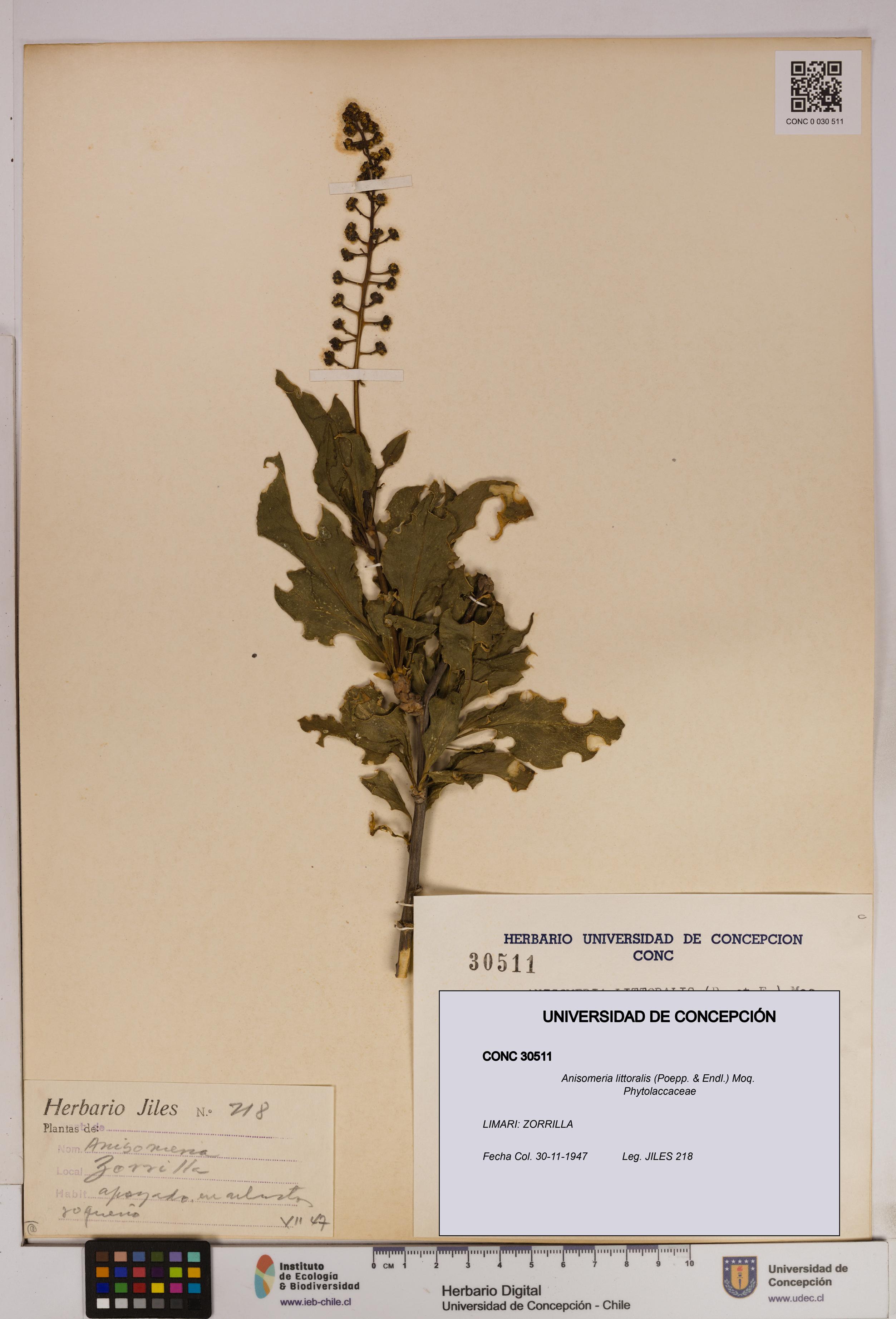 Anisomeria littoralis [Espécimen: UDEC:CONC:0030511]