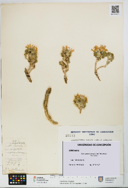 Chaetanthera lanata [Espécimen: UDEC:CONC:0030512]
