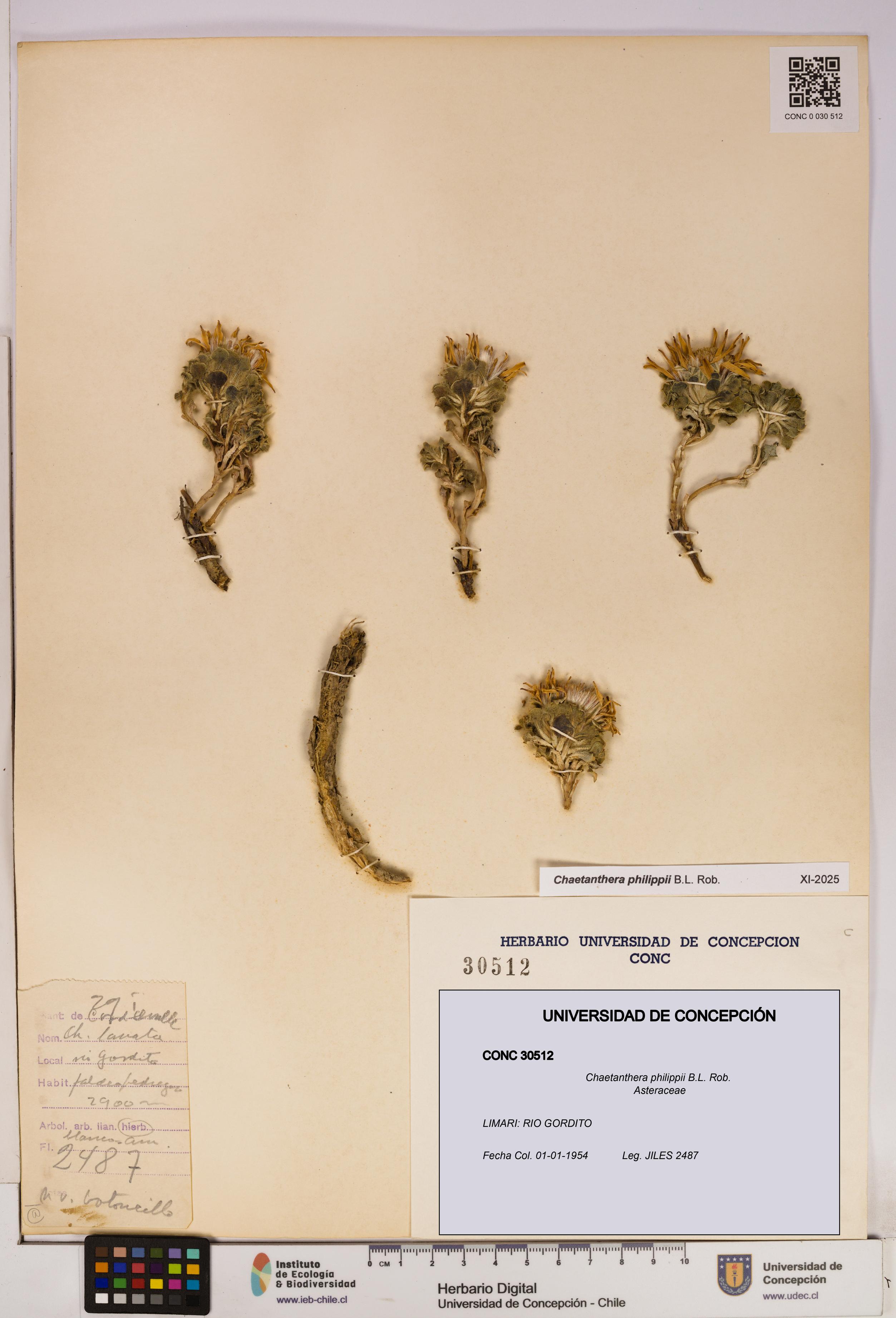 Chaetanthera philippii [Espécimen: UDEC:CONC:0030512]