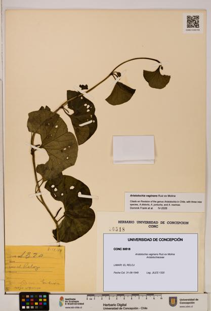 Aristolochia vaginans [Espécimen: ]