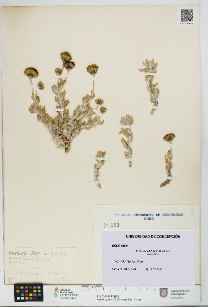 Senecio tinctolobus [Espécimen: UDEC:CONC:0030521]
