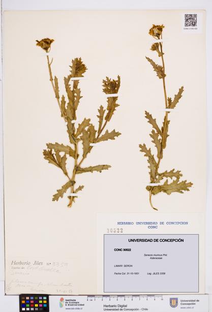 Senecio murinus [Espécimen: ]