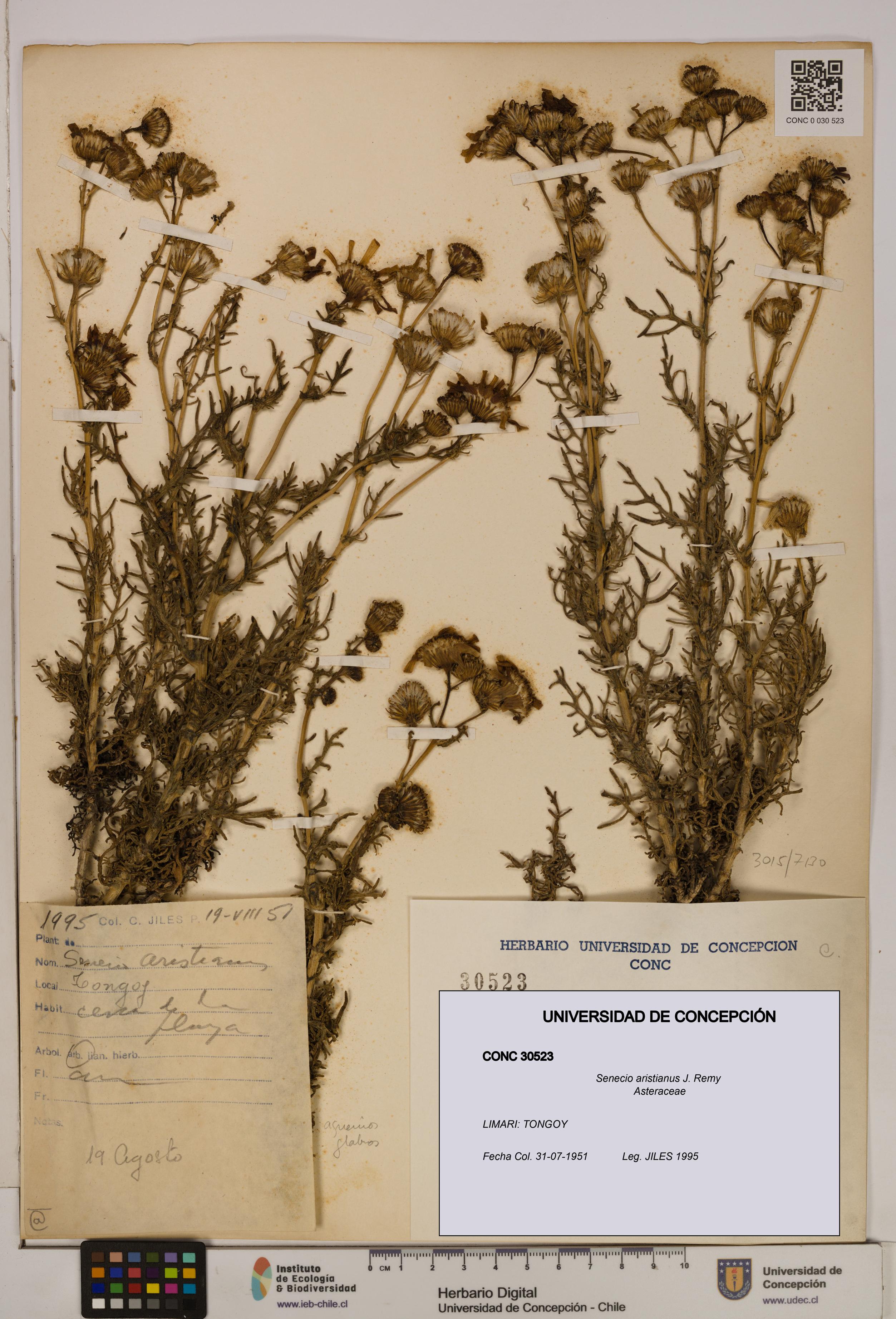 Senecio aristianus [Espécimen: UDEC:CONC:0030523]