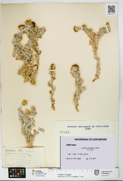 Senecio eriophyton [Espécimen: UDEC:CONC:0030524]