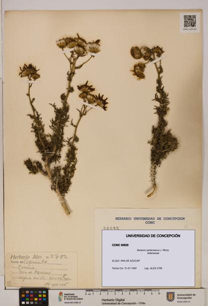 Senecio cerberoanus [Espécimen: UDEC:CONC:0030525]